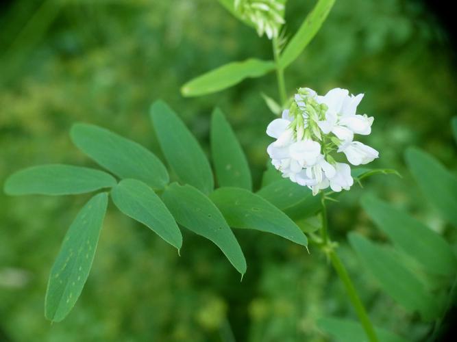 Sainfoi d'Espagne (Galega officinalis) © Morvan Debroize