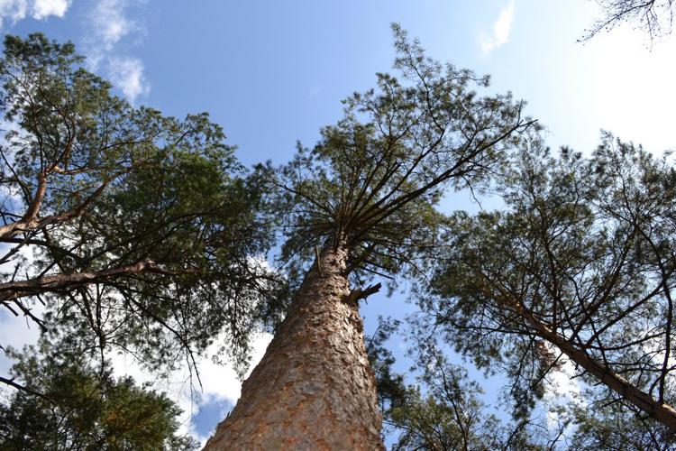 Pin sylvestre (Pinus sylvestris) © Morvan Debroize