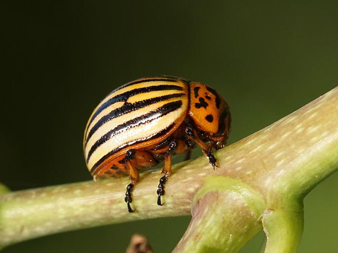 Doryphore (Leptinotarsa decemlineata) © Sylvain Montagner