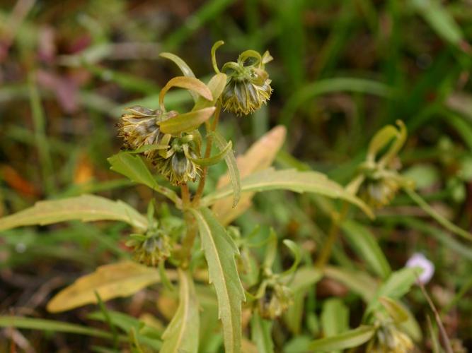 Bident penché (Bidens cernua) © Francis De Brou