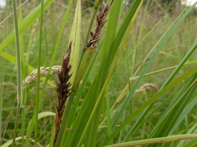 Laîche distique (Carex disticha) © Jeanne Glais