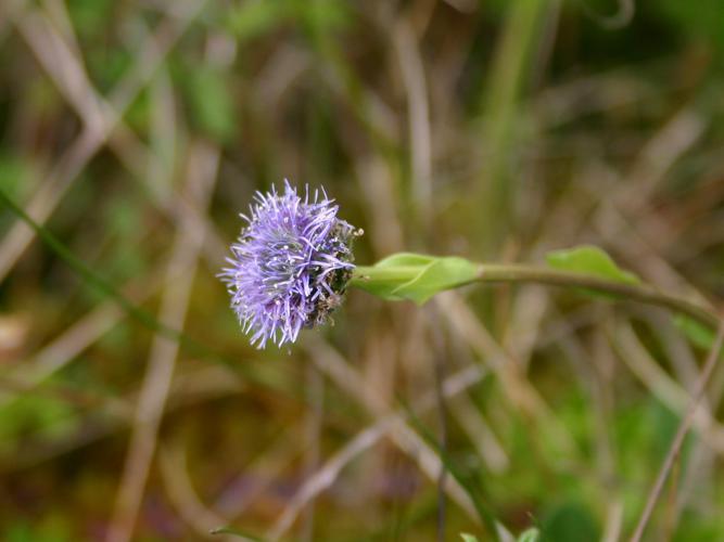 Globulaire commune (Globularia bisnagarica) © Emmanuelle Morin