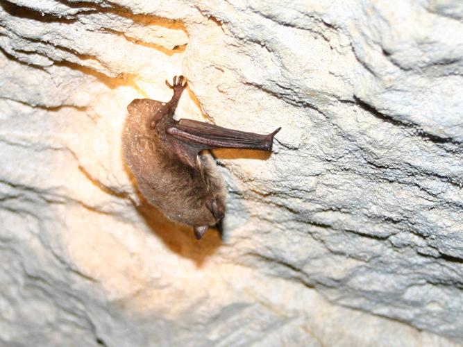 Murin de Daubenton (Myotis daubentonii) © Emmanuelle Morin