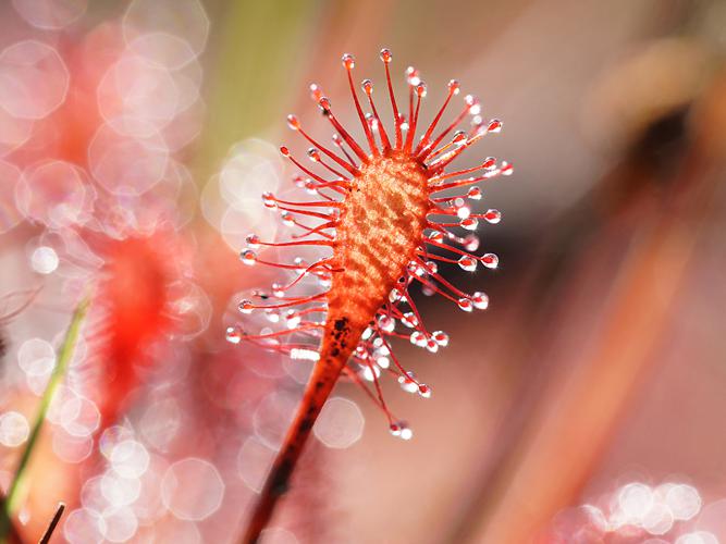 Rossolis intermédiaire (Drosera intermedia) © Sylvain Montagner