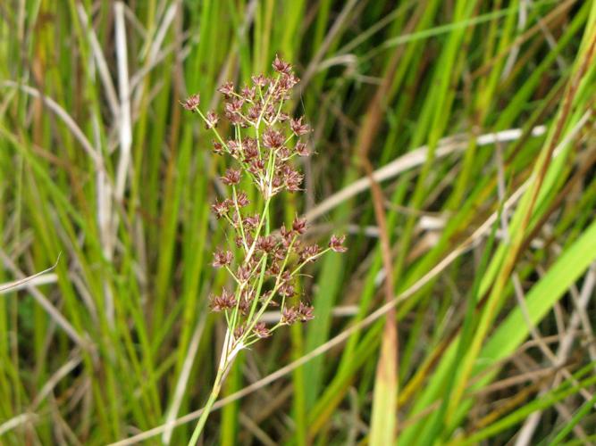 Jonc à tépales aigus (Juncus acutiflorus) © Roland Théaud