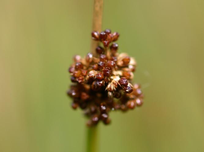 Jonc aggloméré (Juncus conglomeratus) © Roland Théaud