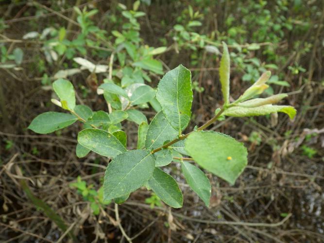 Saule à feuilles d'Olivier (Salix atrocinerea) © Florent Maufay