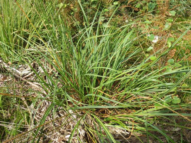 Laîche lisse (Carex laevigata) © Florent Maufay