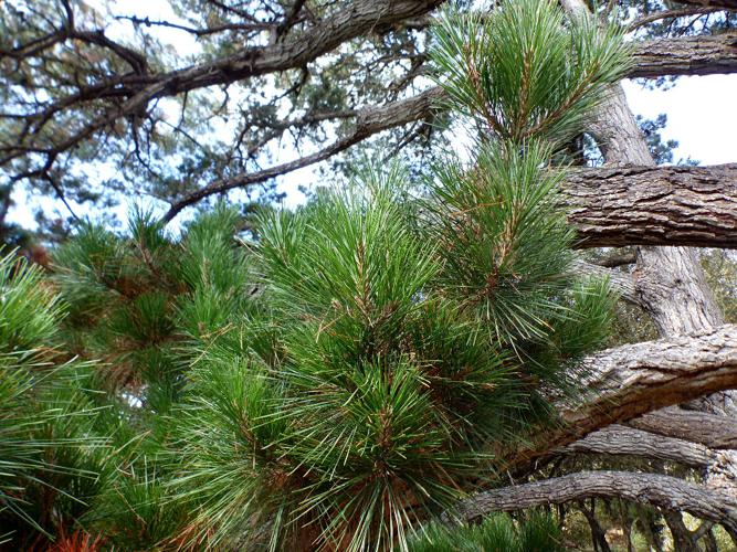 Pin maritime (Pinus pinaster) © Morvan Debroize