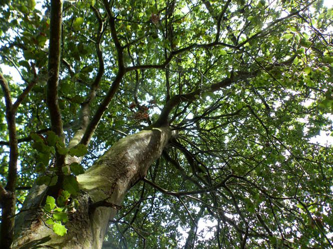 Chêne vert (Quercus ilex) © Morvan Debroize