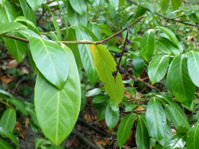 Laurier-palme (Prunus laurocerasus), feilles et fruits © Morvan Debroize