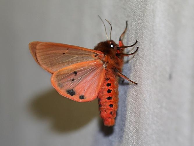 Ecaille cramoisie (Phragmatobia fuliginosa) © Sylvain Montagner