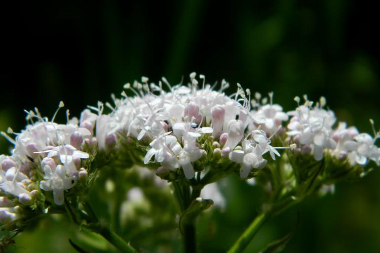 Valériane officinale (Valeriana officinalis) © Morvan Debroize