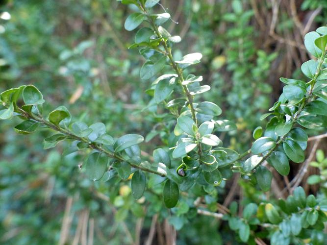 Buis commun (Buxus sempervirens) © Morvan Debroize