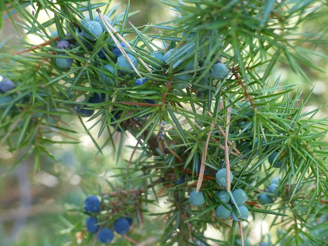 Genévrier commun (Juniperus communis) © Morvan Debroize