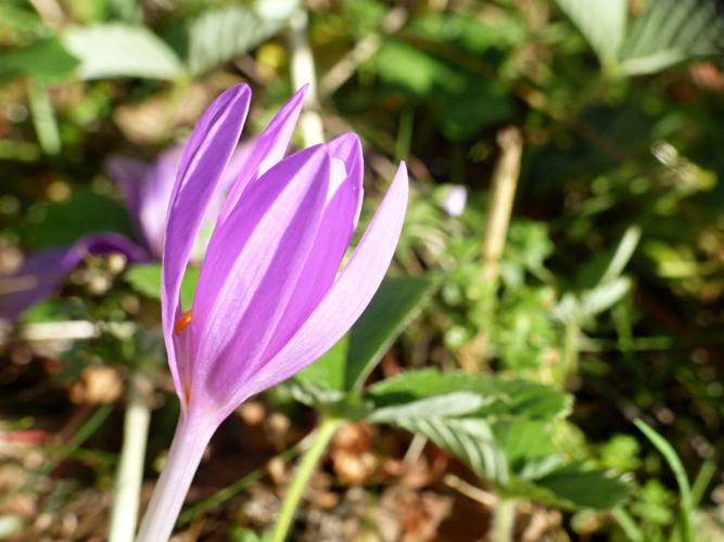 Colchique d'automne (Colchicum autumnale) © Morvan Debroize