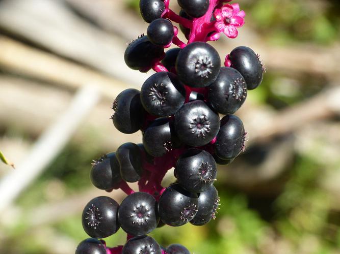 Raisin d'Amérique (Phytolacca americana), fruits © Morvan Debroize