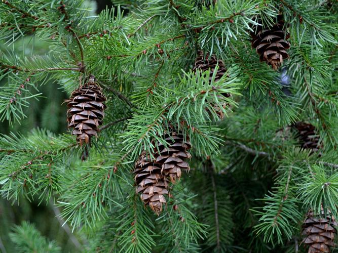 Sapin de Douglas (Pseudotsuga menziesii) © Morvan Debroize