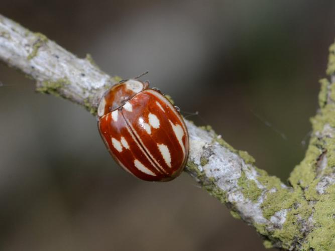 Coccinelle zébrée (Myzia oblongoguttata) © Benjamin Beaufils