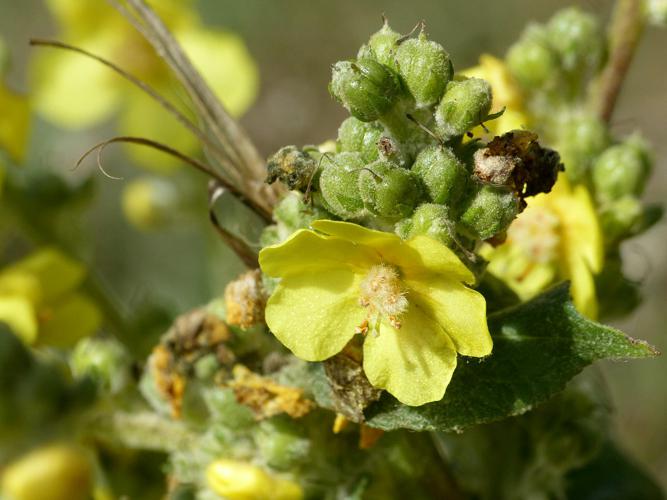 Molène pulvérulente (Verbascum pulverulentum), fleur © Morvan Debroize