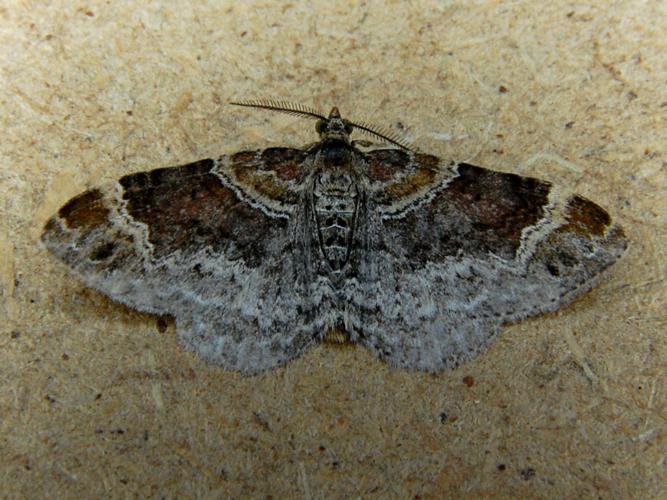 La Rouillée (Xanthorhoe ferrugata) © Bertrand Debroize