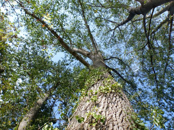 Peuplier noir (Populus nigra) © Morvan Debroize