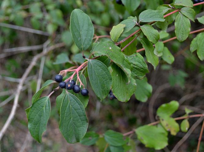 Cornouiller sanguin (Cornus sanguinea) © Morvan Debroize