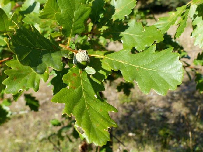 Chêne pubescent (Quercus pubescens), feuilles et fruit © Morvan Debroize