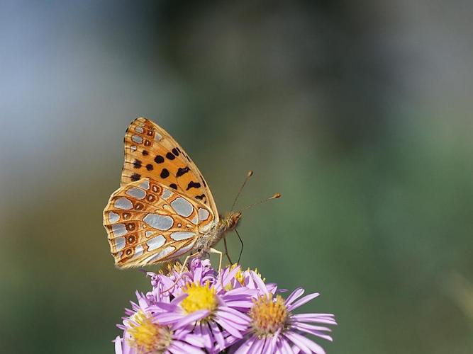 Petit nacré (Issoria lathonia) sur Asters &copy; Sylvain Montagner