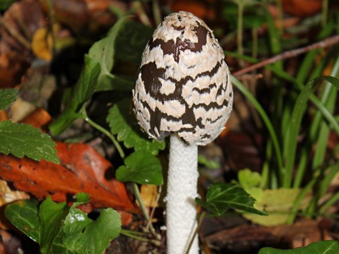 Coprin pie (Coprinus picaceus) © Morvan Debroize