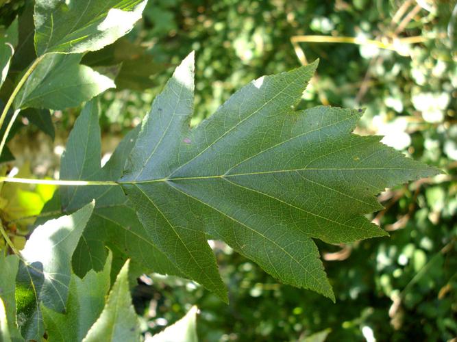 Alisier torminal (Sorbus torminalis), feuille © Morvan Debroize