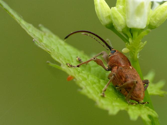 Balanin des glands (Curculio glandium) © Morvan Debroize