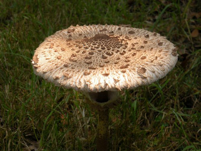 Lépiote élevée (Macrolepiota procera) © Morvan Debroize