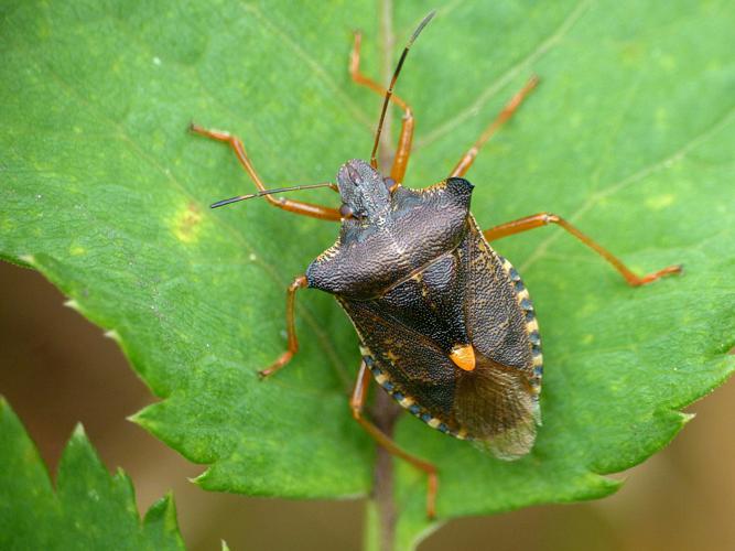 Punaise à pattes rousses (Pentatoma rufipes) © Morvan Debroize