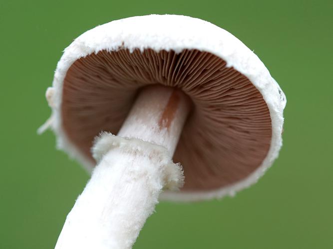 Rosé des prés (Agaricus campestris) © Sylvain Montagner