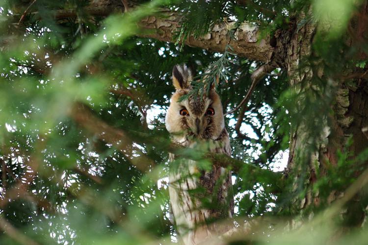 Hibou moyen-duc (Asio otus) © Sandrine Lucas