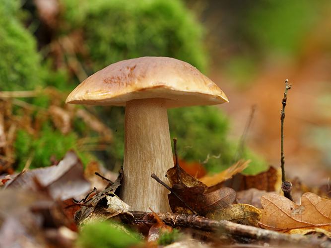 Cèpe de Bordeaux (Boletus edulis) © Sylvain Montagner