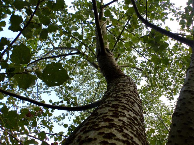 Peuplier blanc (Populus alba) © Morvan Debroize