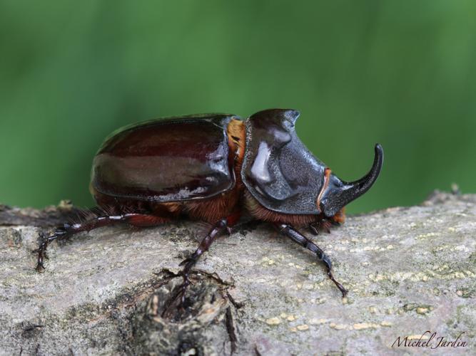 Rhinocéros (Oryctes nasicornis), mâle © Michel Jardin