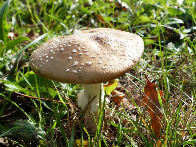 Amanite panthère (Amanita pantherina) © Morvan Debroize