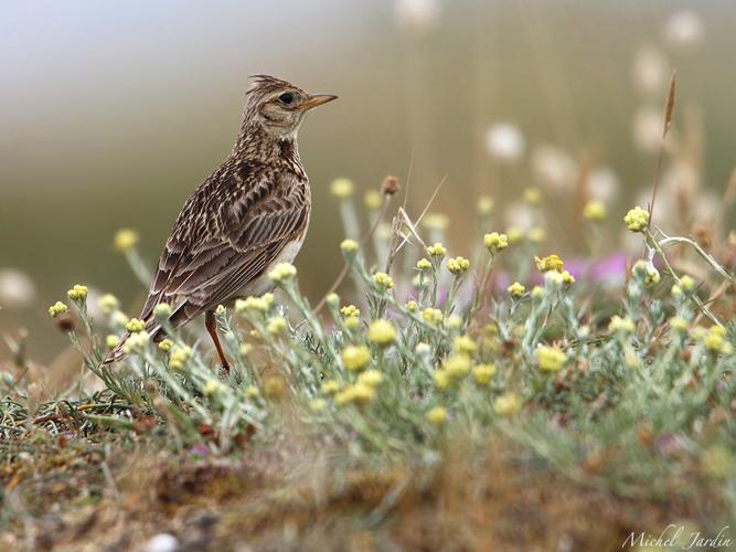 Alouette des champs (Alauda arvensis) © Michel Jardin