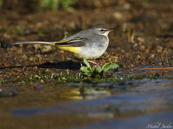 Bergeronnette des ruisseaux (Motacilla cinerea) - Type femelle/juvénile © Michel Jardin