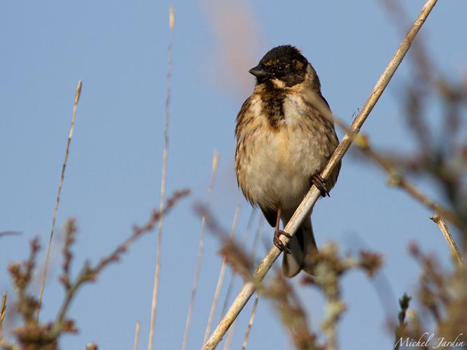 Bruant des roseaux (Emberiza schoeniclus) - mâle © Michel Jardin