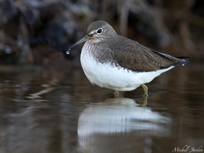 Chevalier culblanc (Tringa ochropus) © Michel Jardin