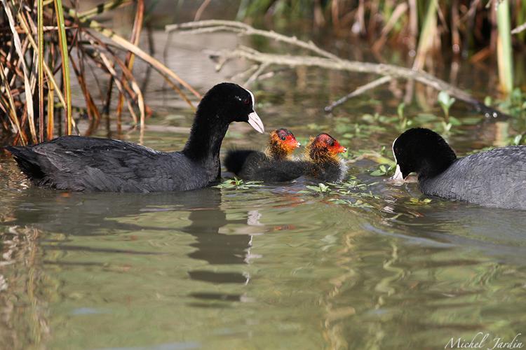 Foulque macroule (Fulica atra) - adultes et poussins © Michel Jardin