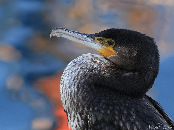 Grand Cormoran (Phalacrocorax carbo) © Michel Jardin