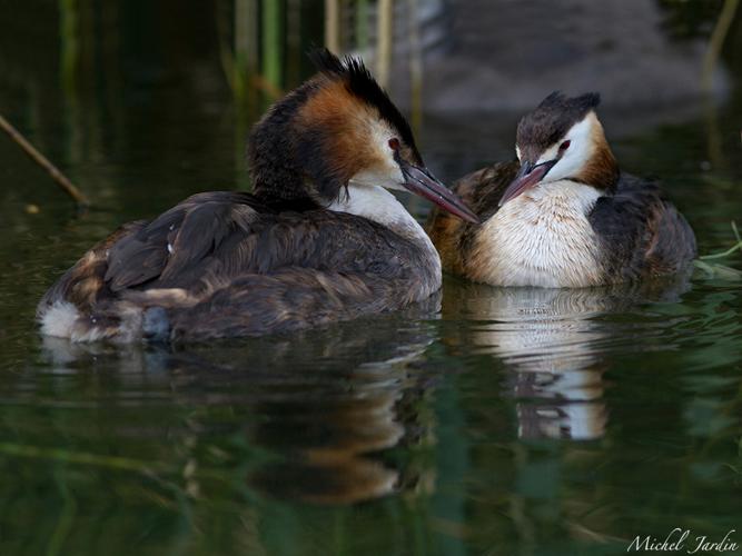 Grèbe huppé (Podiceps cristatus) - couple d'adultes (plumage nuptial) © Michel Jardin