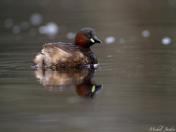 Grèbe castagneux (Tachybaptus ruficollis) - adulte (plumage nuptial) © Michel Jardin