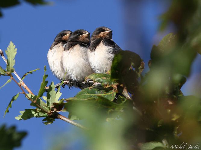 Hirondelle rustique (Hirundo rustica) - juvéniles © Michel Jardin