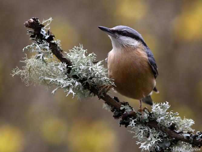 Sittelle torchepot (Sitta europaea) © Michel Jardin